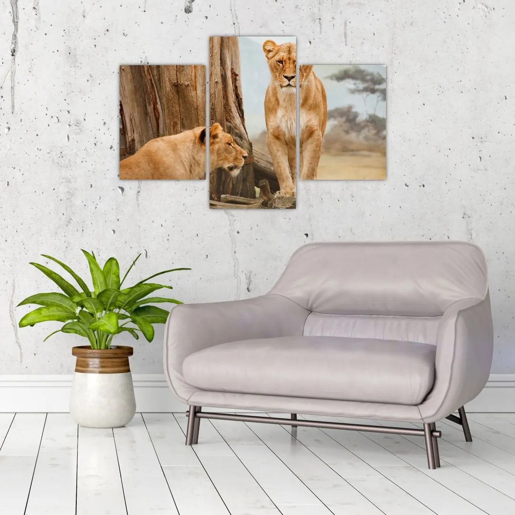 Tablou - două leoaice (90x60 cm)