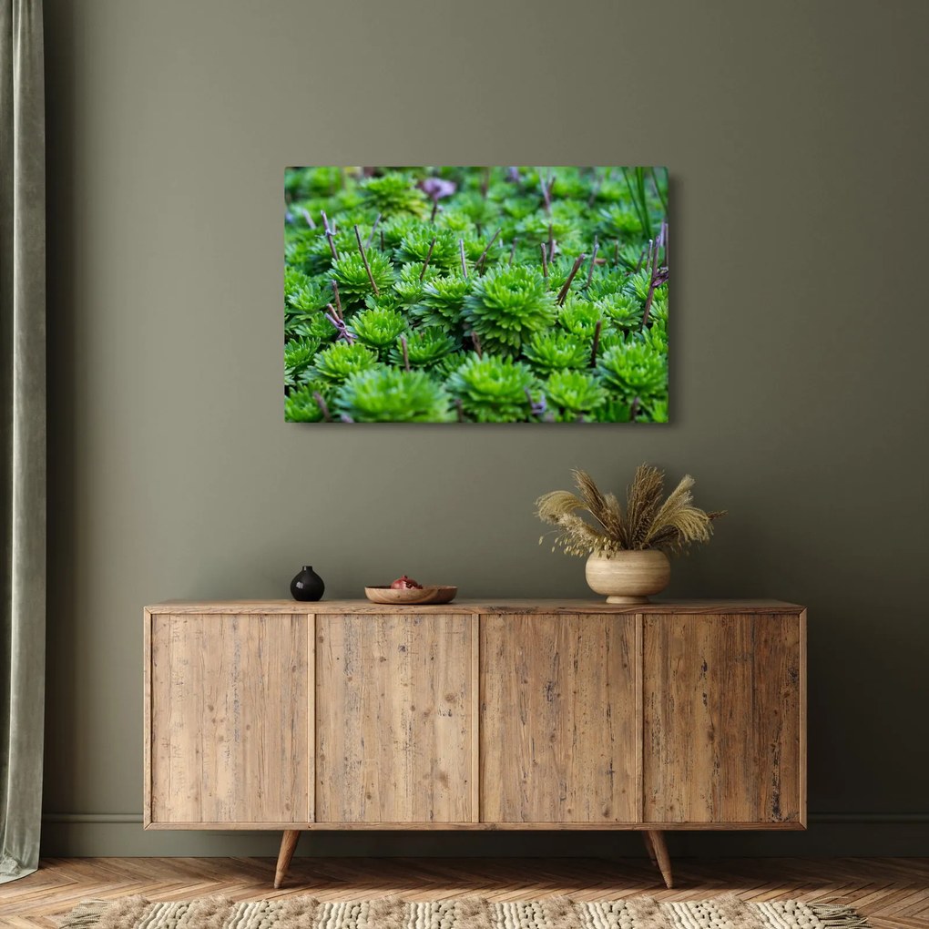 Tablou - Aloe (90x60 cm)