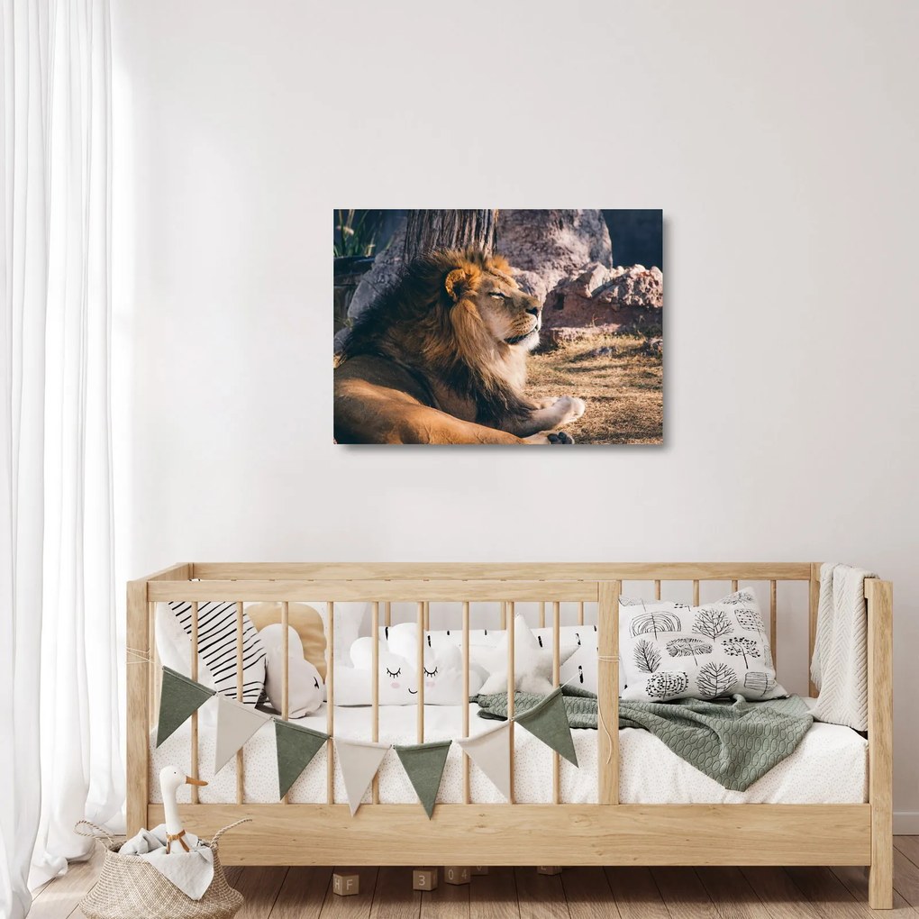 Tablou pe sticlă cu leul dormind (70x50 cm)
