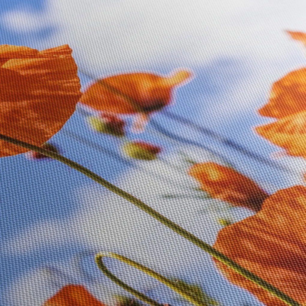 Tablou cu macii (120x50 cm)