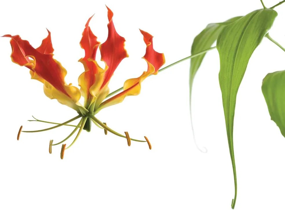 Fototapet - Flori (152,5x104 cm)