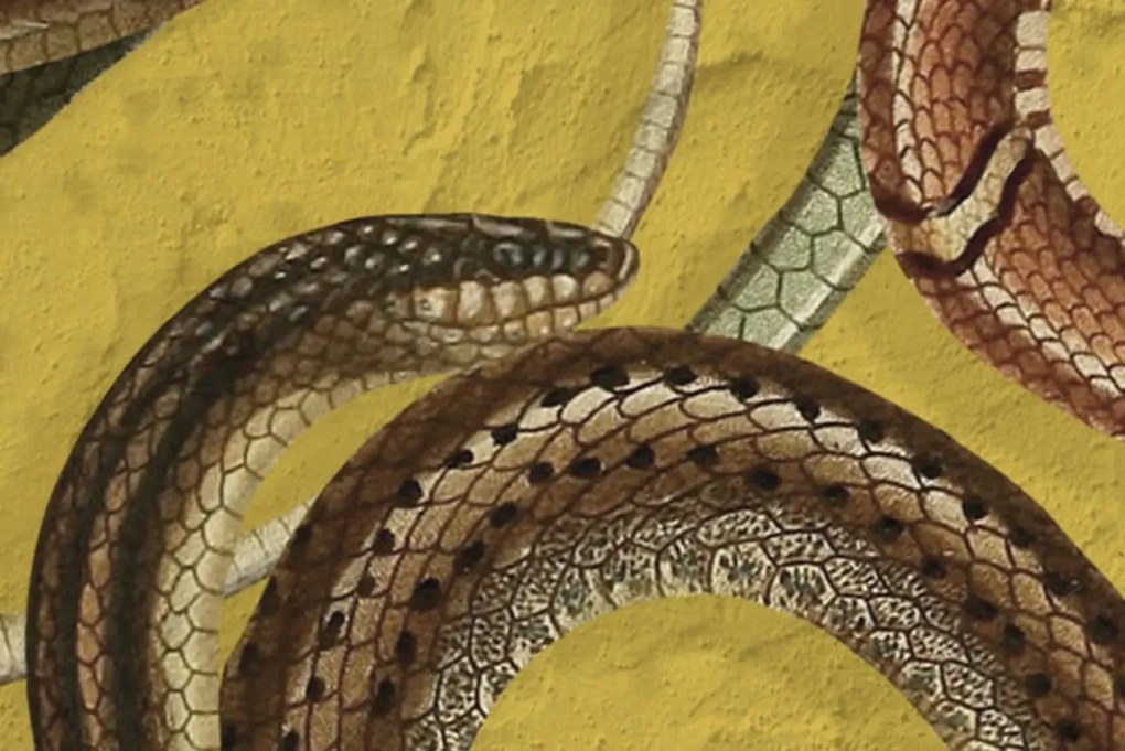 Tapet Snakey, Yellow, Rebel Walls