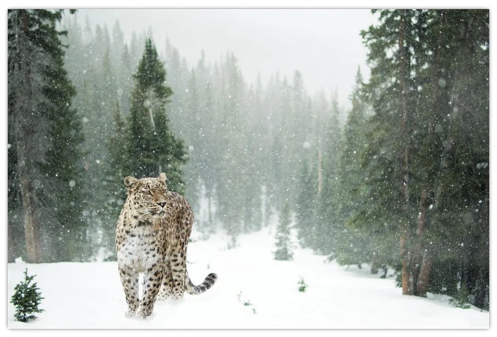 Tablou cu leopard în zăpadă (90x60 cm)