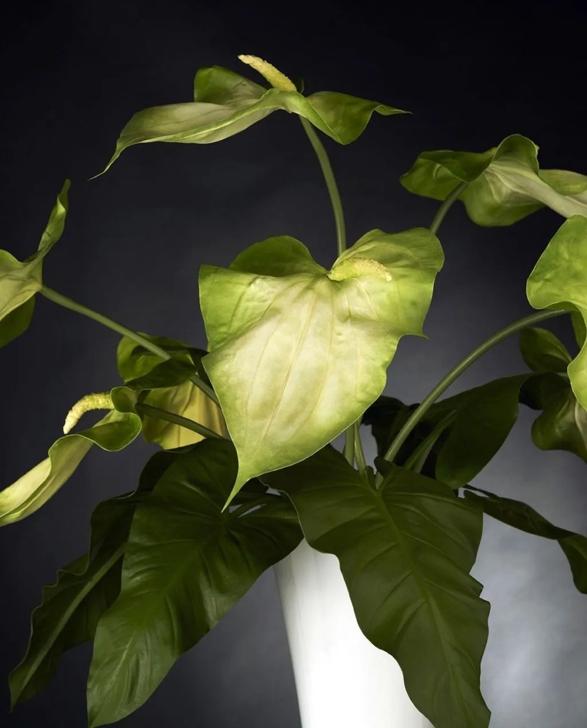 Aranjament floral elegant din anthurium ARRANGEMENT GLAD 1141344.95