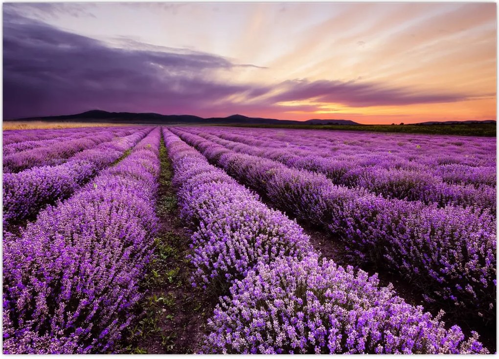 Tablou - Câmp de lavandă la apus de soare (70x50 cm)