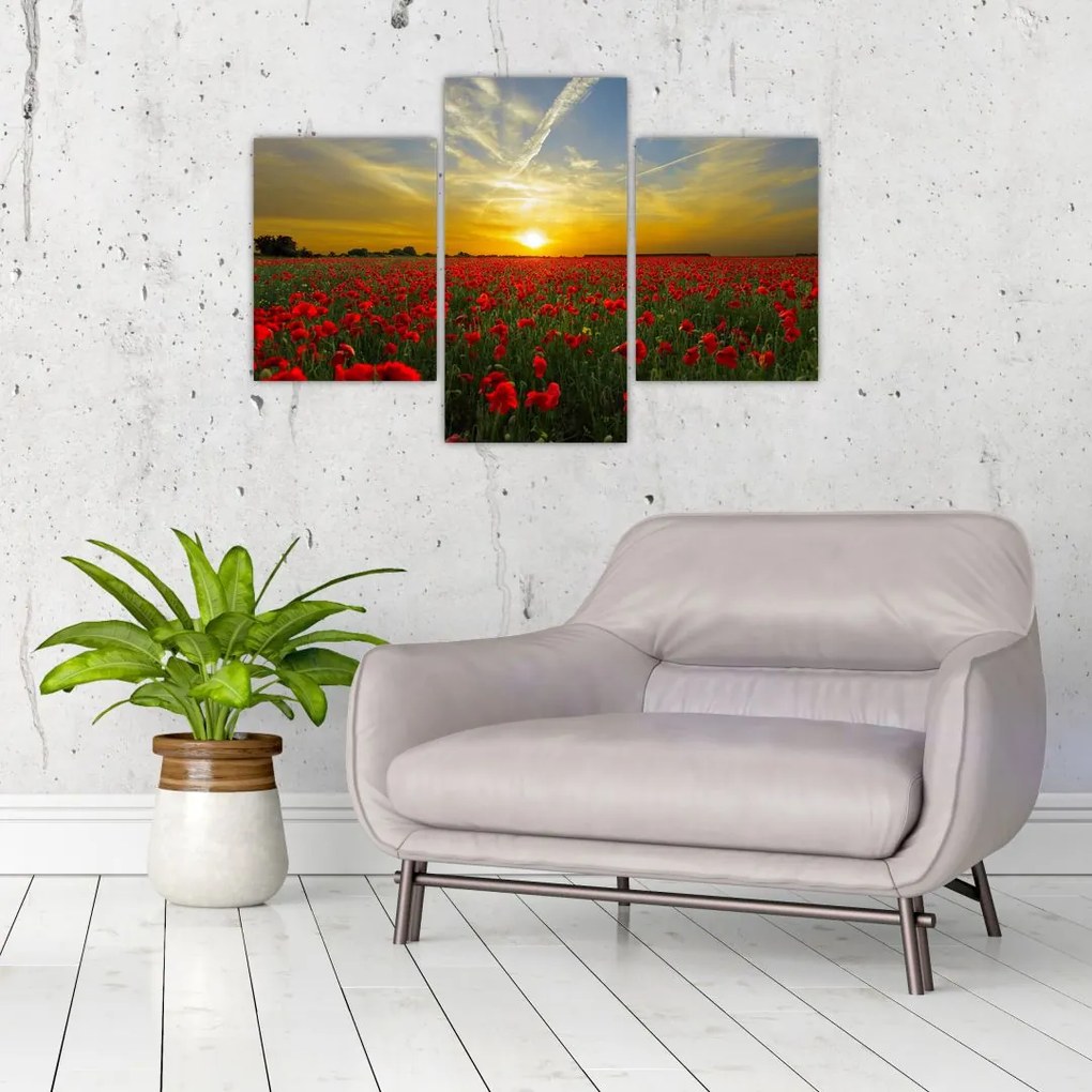 Tablou cu câmp cu maci (90x60 cm)