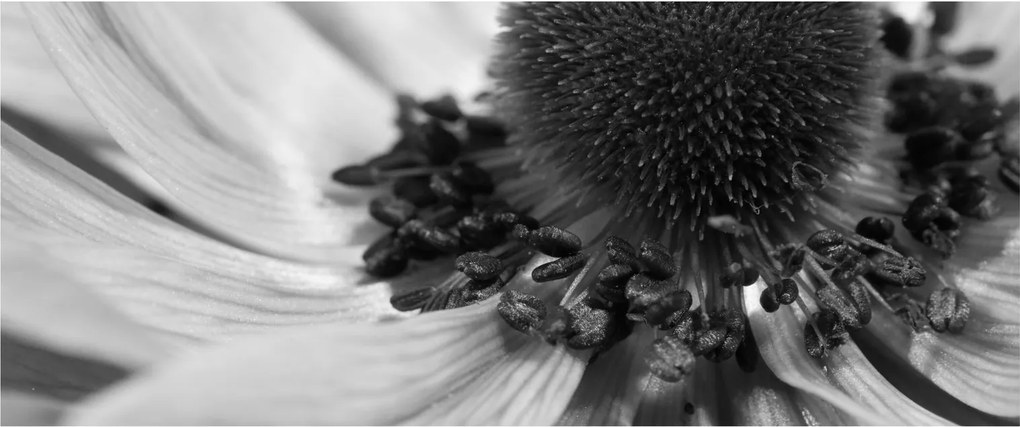 Tablou - Floare în alb-negru (120x50 cm)