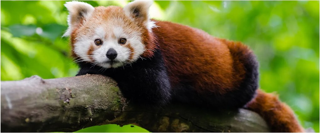 Tablou cu panda roșie (120x50 cm)