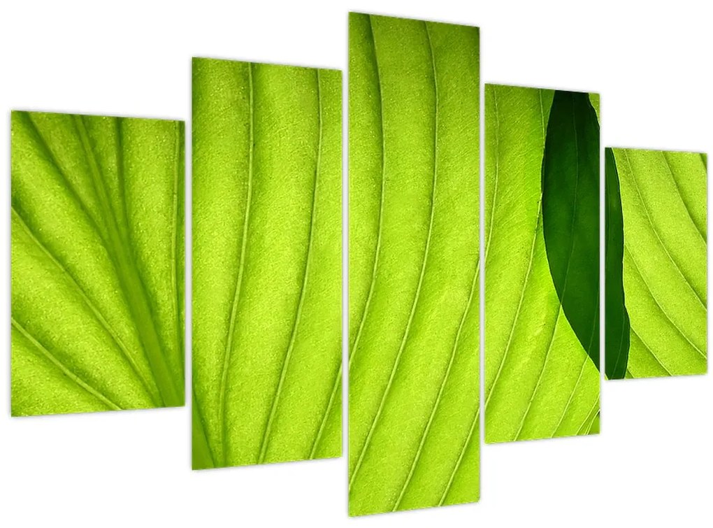 Tablou - Detaliu de frunză verde (150x105 cm)