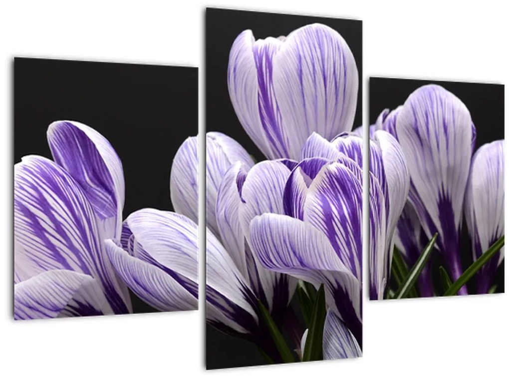 Tablou - Crocus violet (90x60 cm)