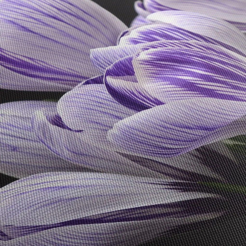 Tablou - Crocus violet (90x60 cm)