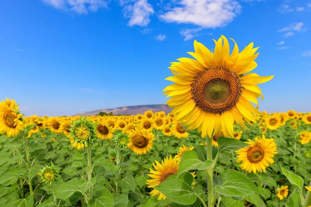 Fototapet autoadeziv câmp de floarea soarelui