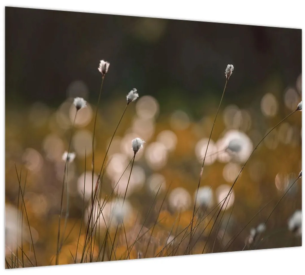 Tablou - Pajiște cu iarbă de cozonac N⁰2 (70x50 cm)
