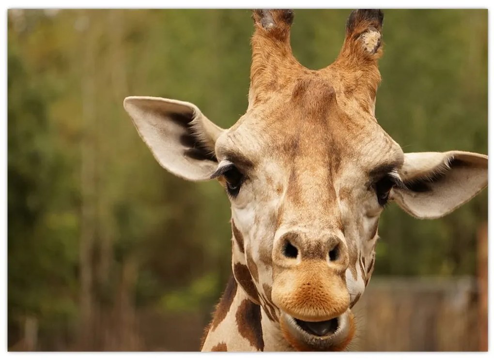Tablou girafe (70x50 cm)