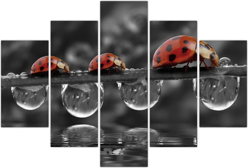 Tablou - Floarea-soarelui, alb și negru (150x105 cm)