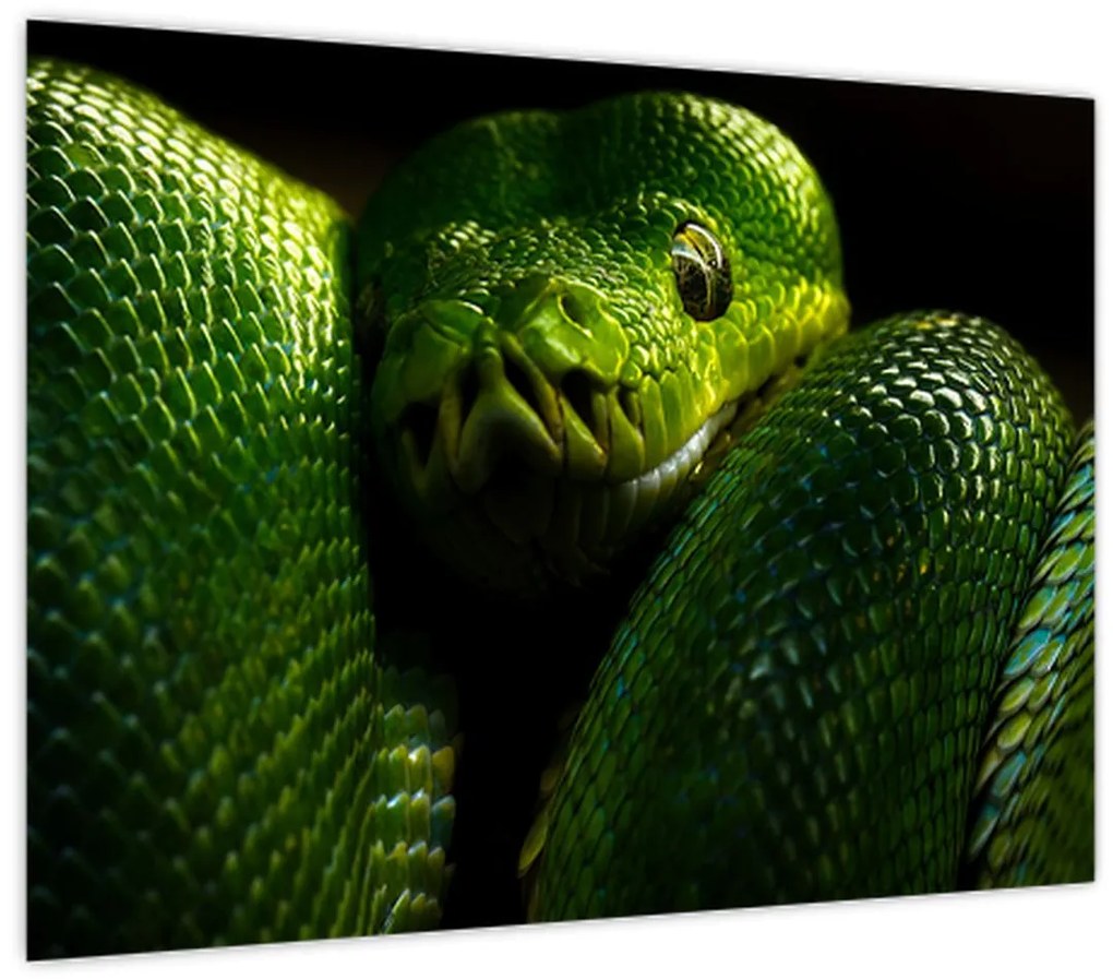 Tablou pe sticlă - Șarpele verde (70x50 cm)