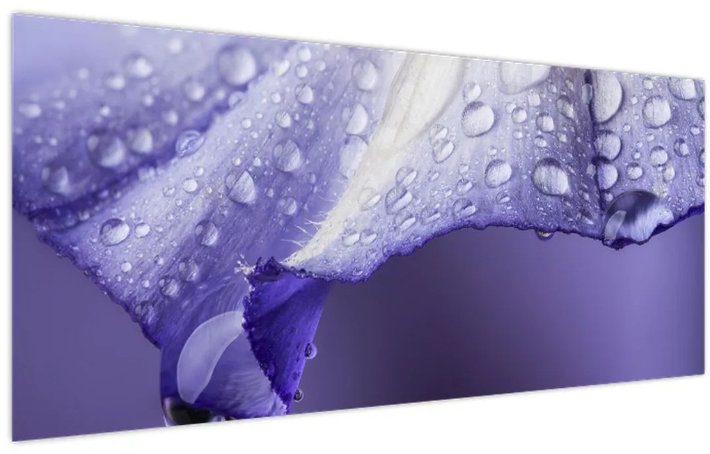 Tablou - Petală cu picături (120x50 cm)