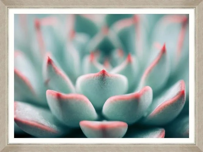 Tablou Framed Art Succulent Closeup