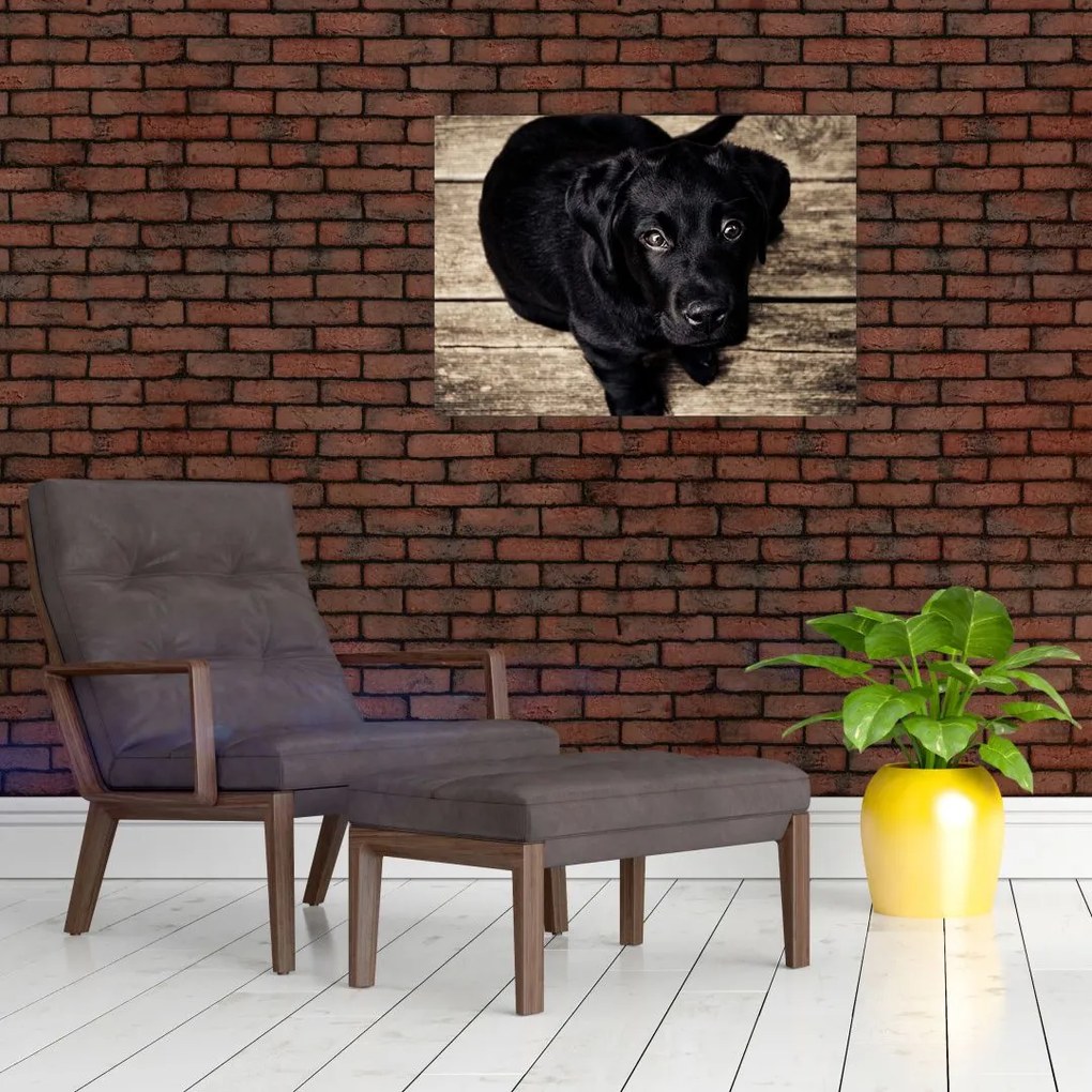Tablou pe sticlă cu cățeluș negru (70x50 cm)