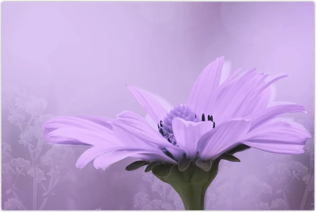 Tablou - Flori mov (90x60 cm)