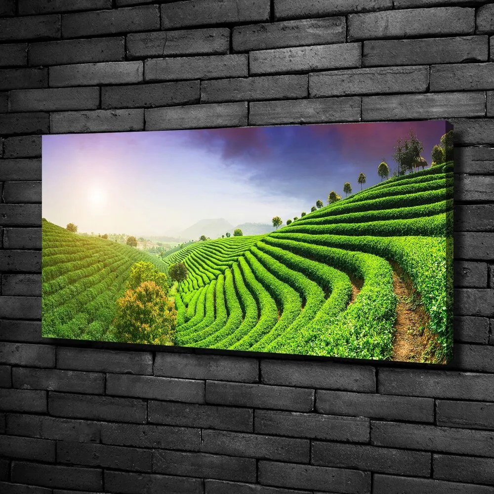 Print pe canvas Plantație de ceai