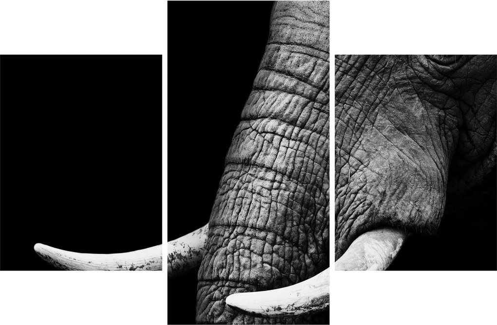 Tablou - Colți de elefant (90x60 cm)