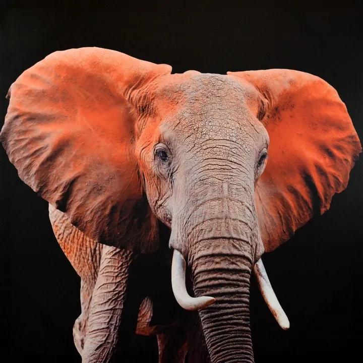 Falc Tablou pe pânză - Indian Elephant, 70x70 cm