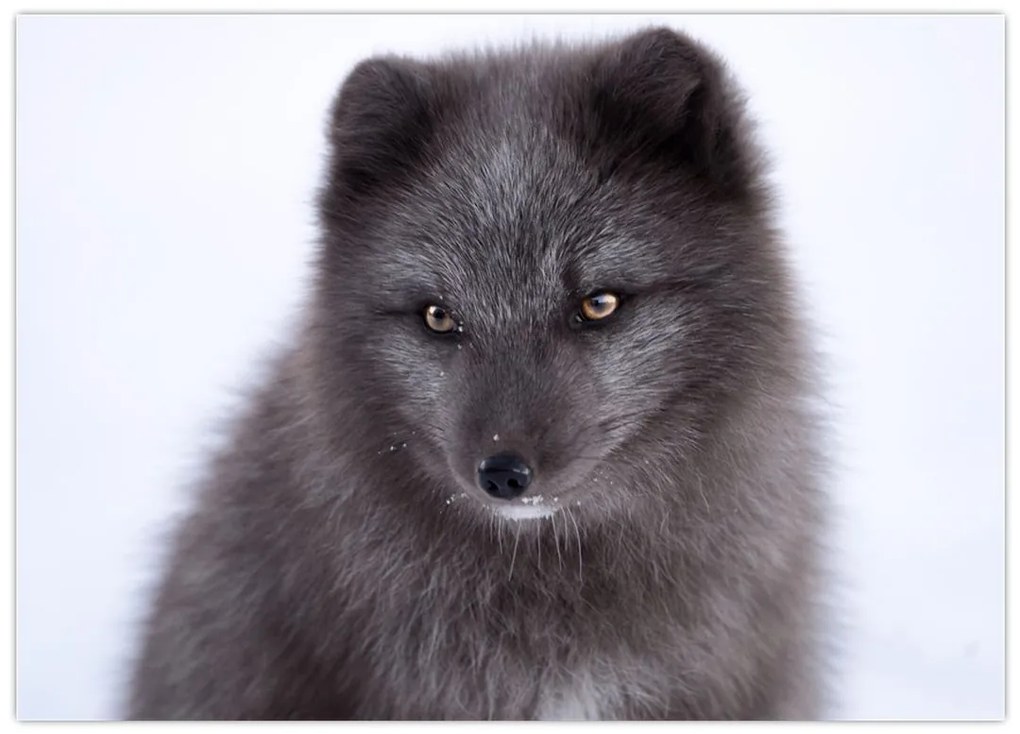 Tablou cu vulpe polară (70x50 cm)