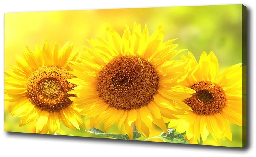 Tablou pe pânză Floarea soarelui