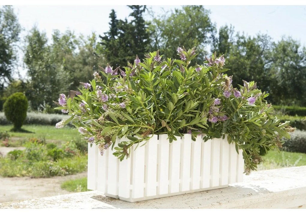 Gardenico Jardinieră Fency albă, 50 cm, 50 cm