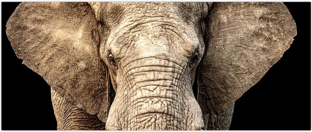 Tablou - Elefant african (120x50 cm)