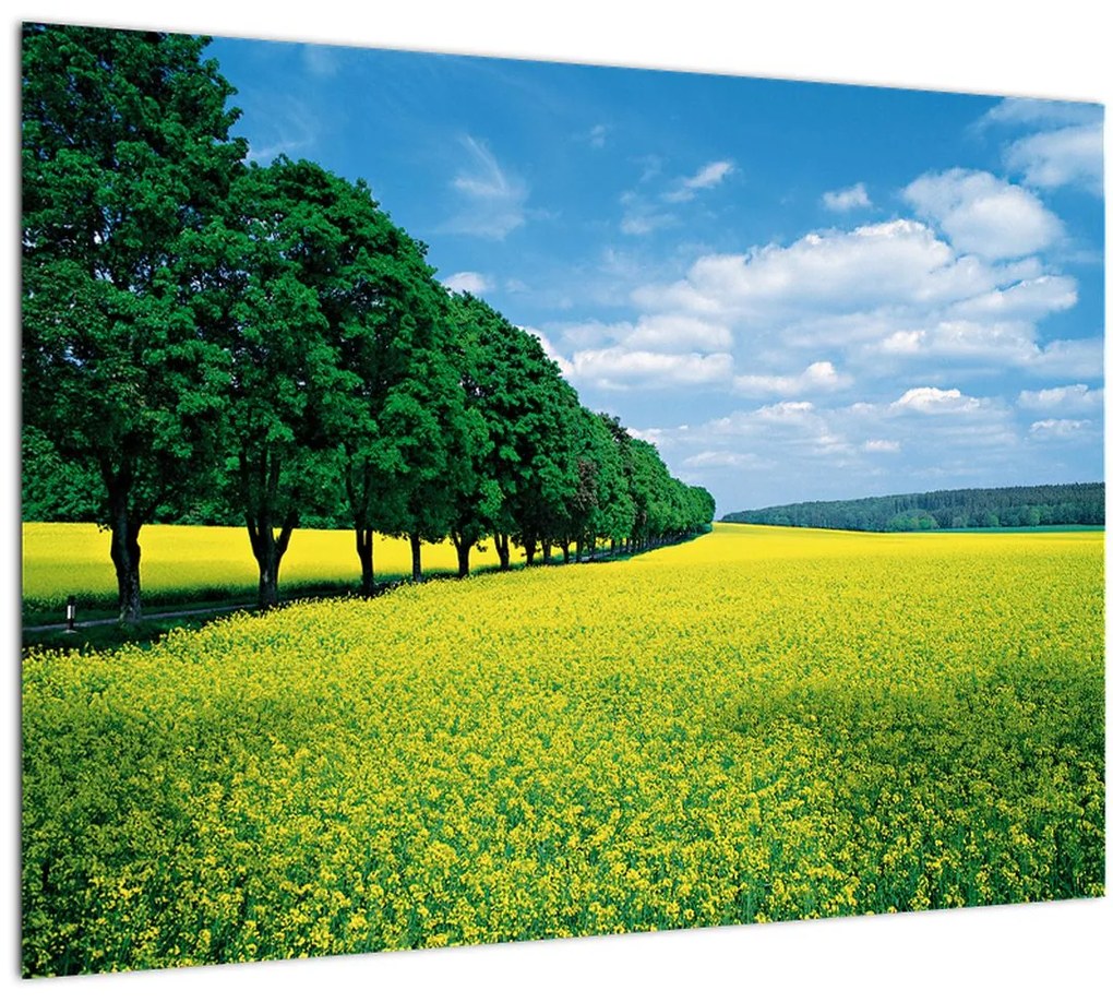 Tablou - Câmp cu alei (70x50 cm)