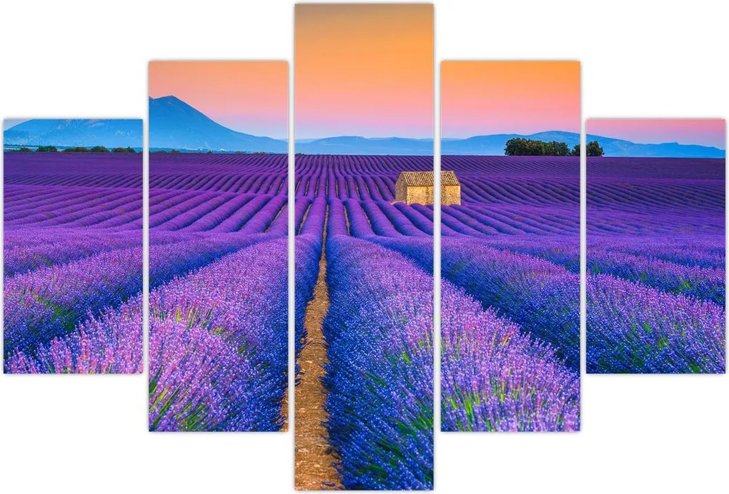 Tablou - Câmp de levănțica (150x105 cm)