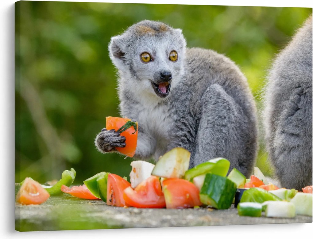 Tablou cu lemur (70x50 cm)