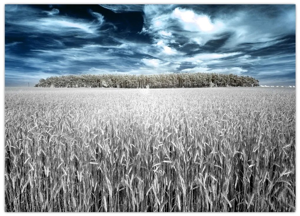 Tablou pe sticlă cu câmp (70x50 cm)