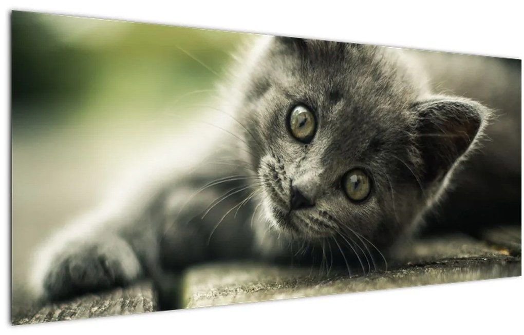 Tablou cu pisicuța (120x50 cm)