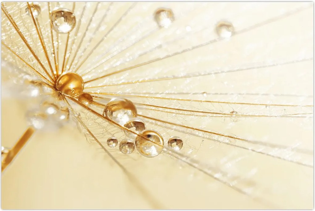 Tablou - Fotografie macro de păpădie (90x60 cm)