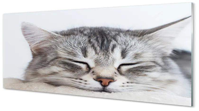 Tablouri acrilice pisică somnoros
