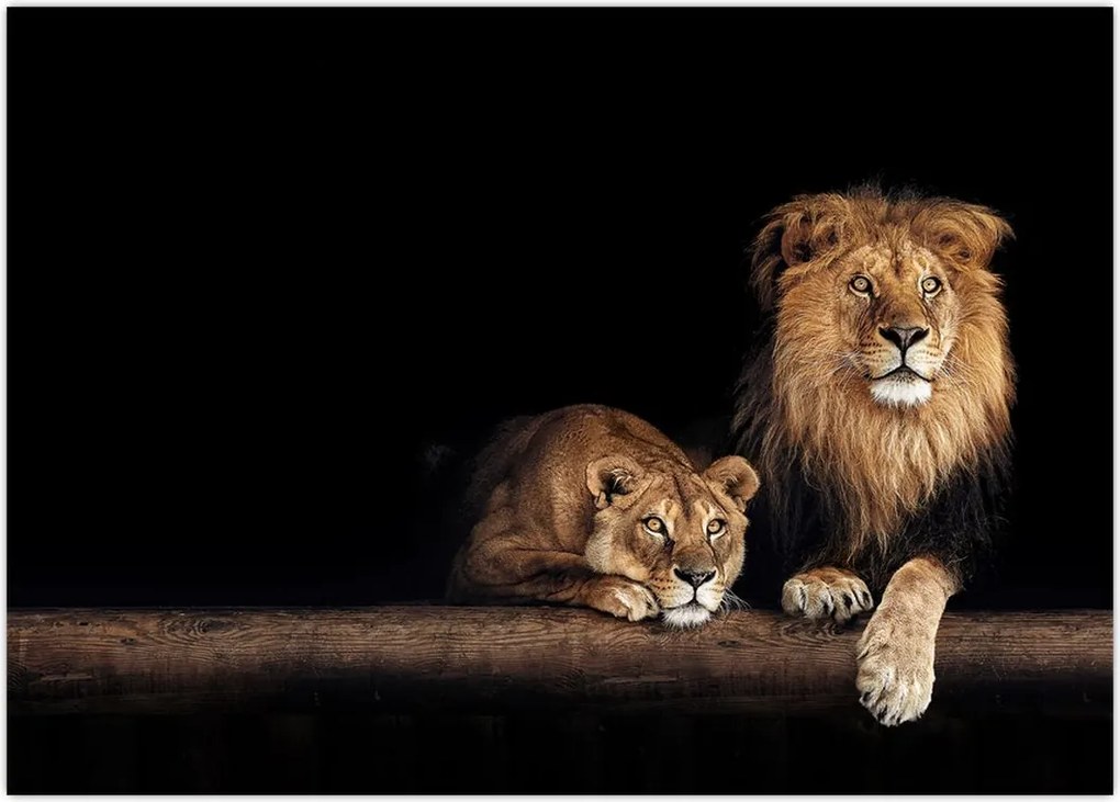 Tablou - Leu și leoaică (70x50 cm)