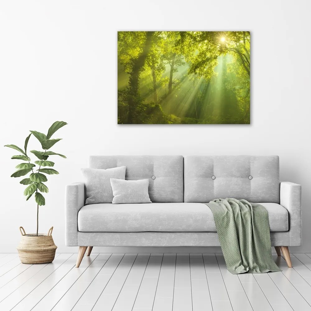 Print pe canvas Pădurea în soare