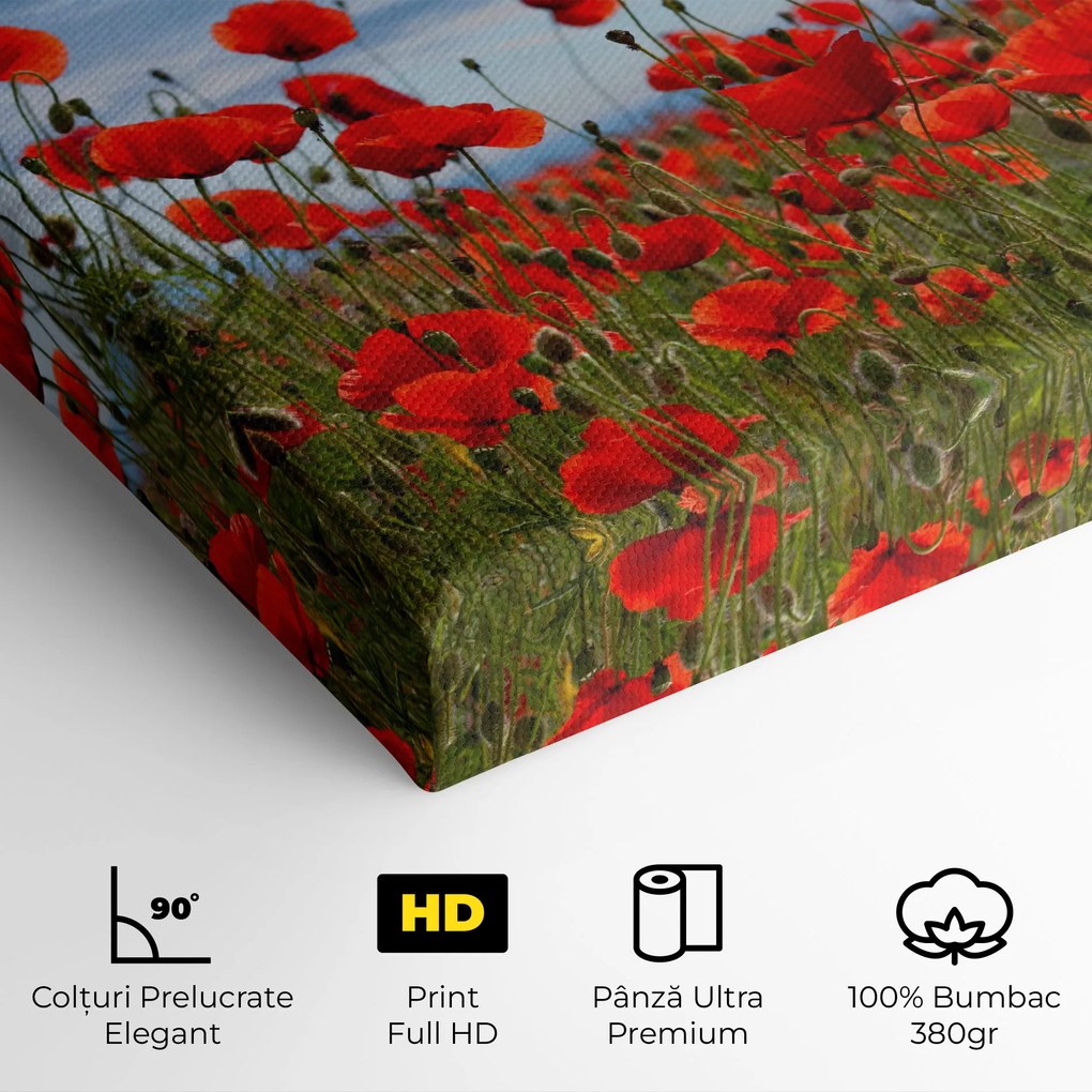 Tablou Canvas, 50x70cm, Dormitor si Living, Flori, Maci, Poppy Field