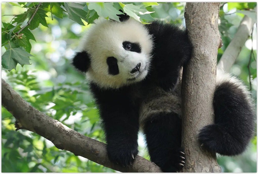 Tablou - Panda in copac (90x60 cm)