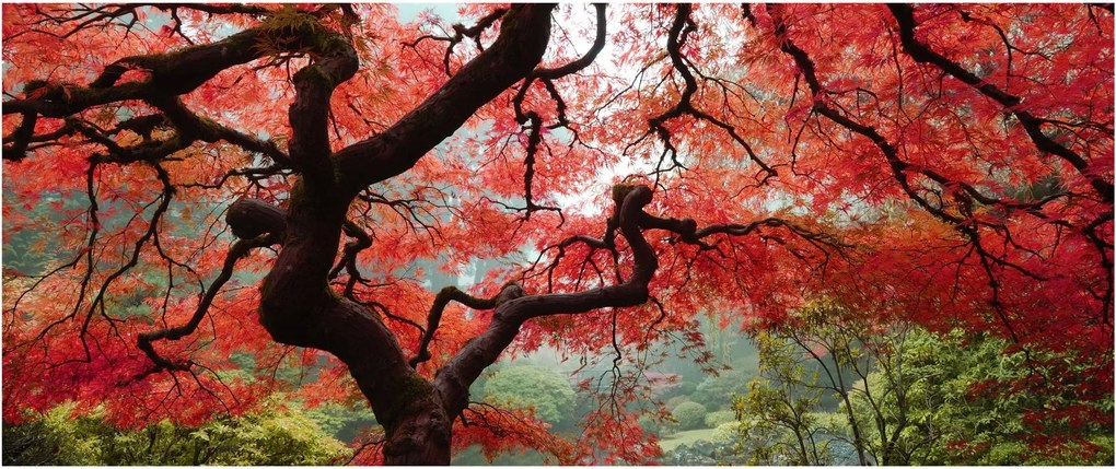 Tablou - Arțarul japonez roșu, Portland, Oregon (120x50 cm)