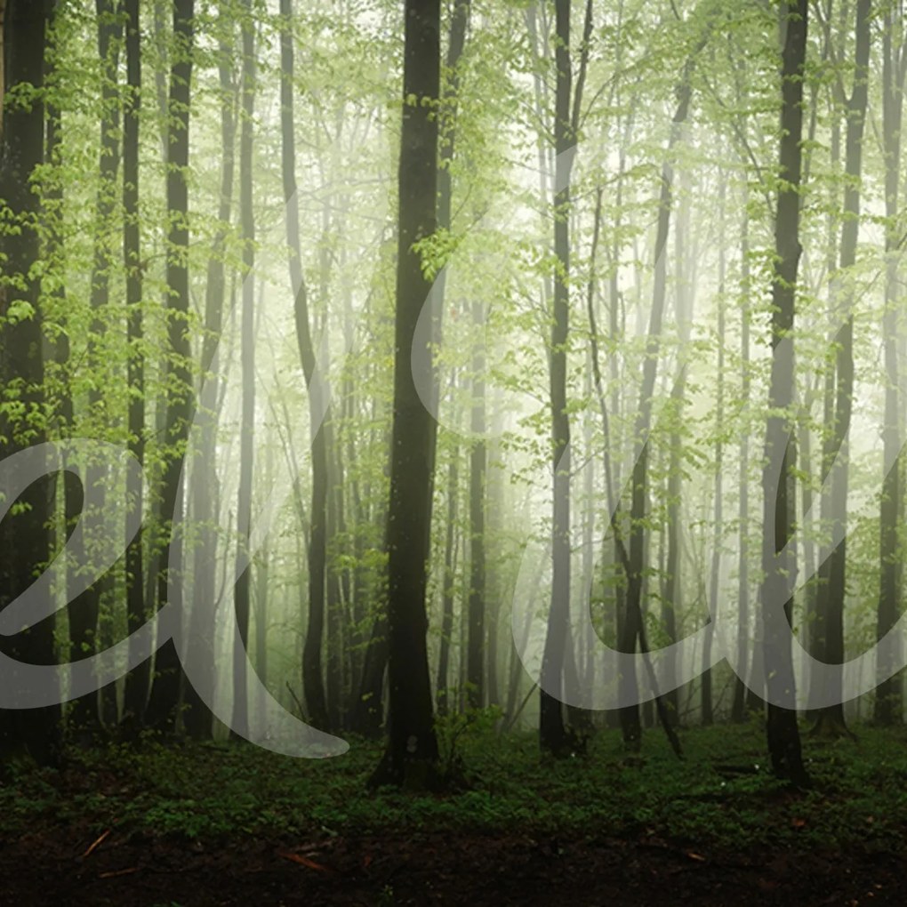 Fototapet, Dawn in the Forest, Rebel Walls