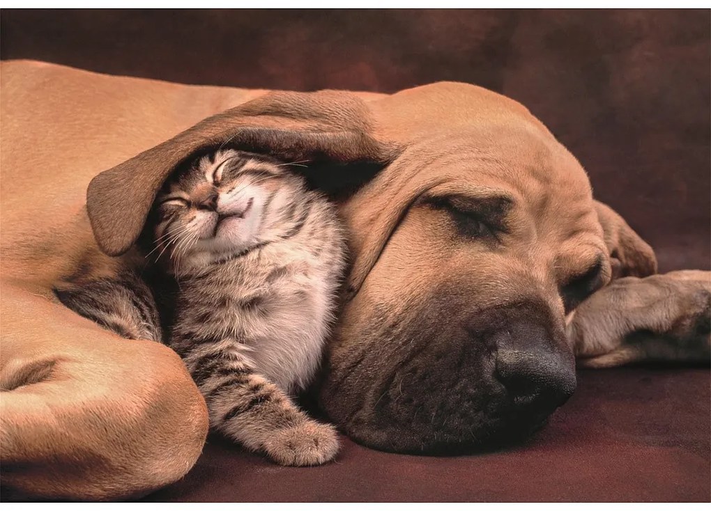 Animale Cuddles Puzzle compact Clementoni cu 500 de piese
