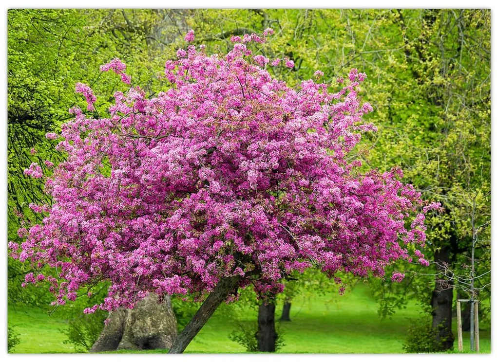 Tablou cu pom înflorit pe luncă (70x50 cm)
