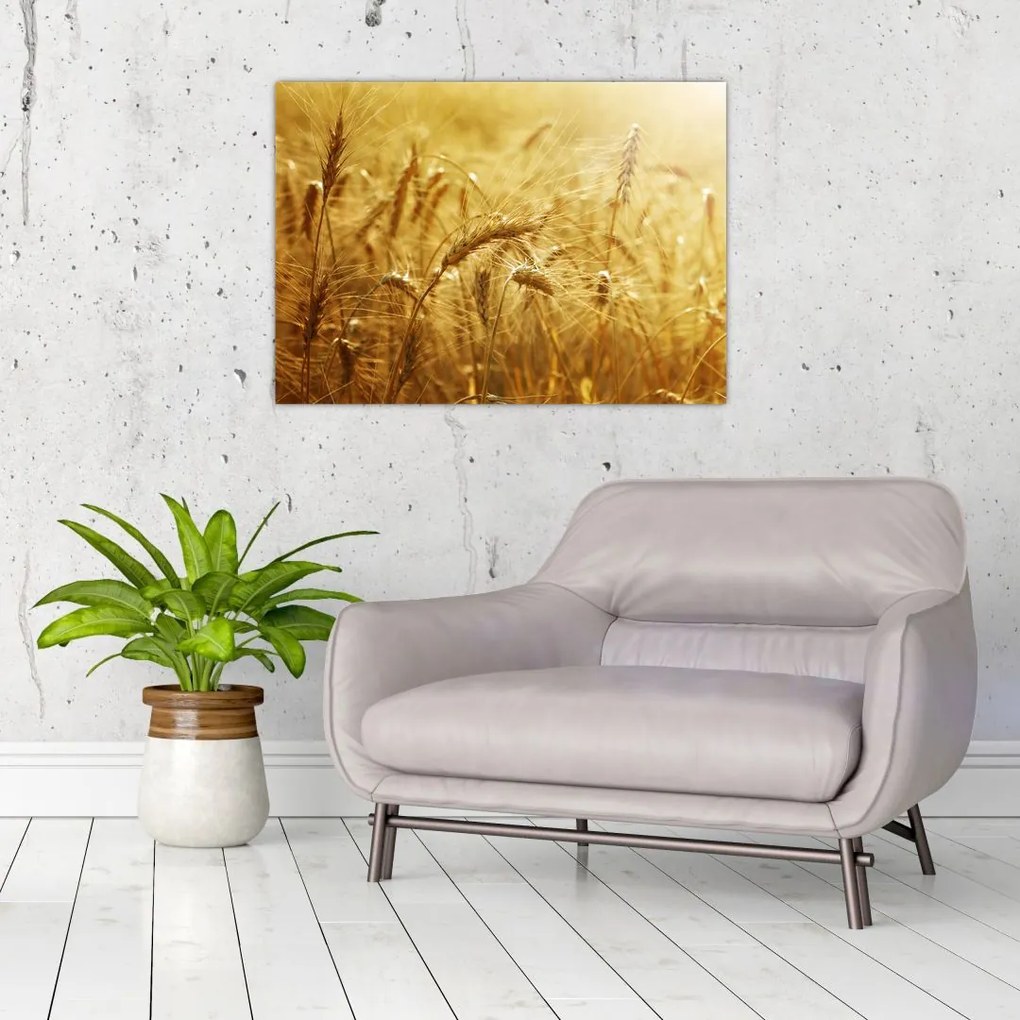 Tablou pe sticlă - Spice de cereale (70x50 cm)