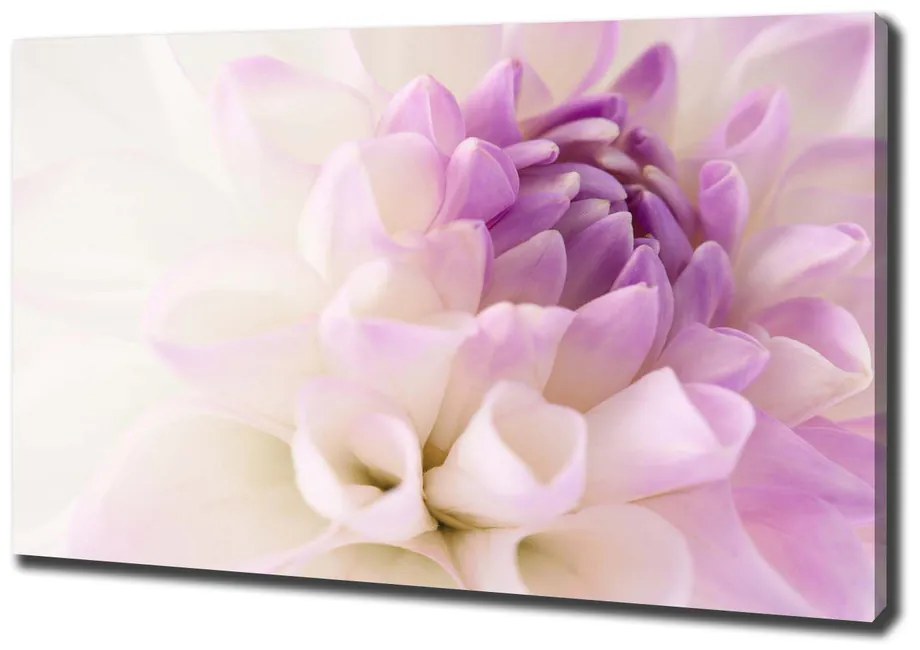 Print pe pânză Dahlia alb
