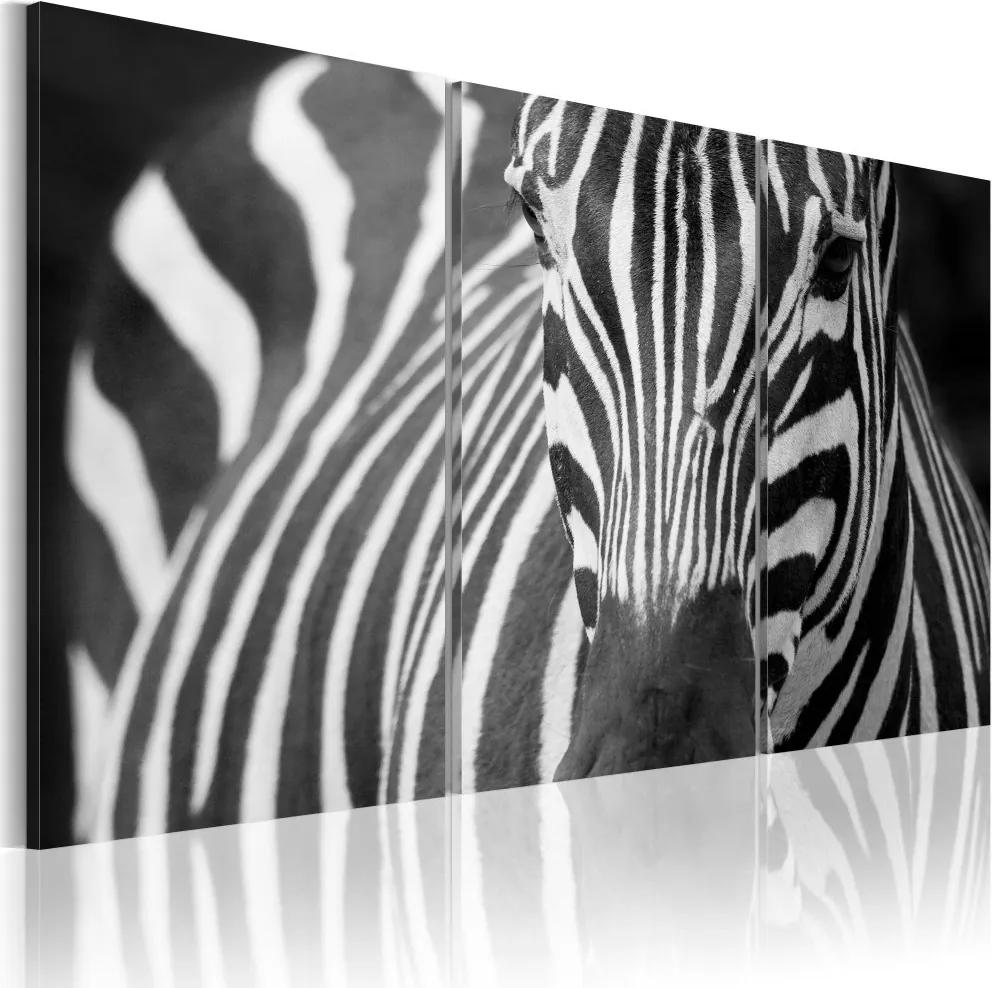 Tablou Bimago - Mrs. Zebra 60x40 cm