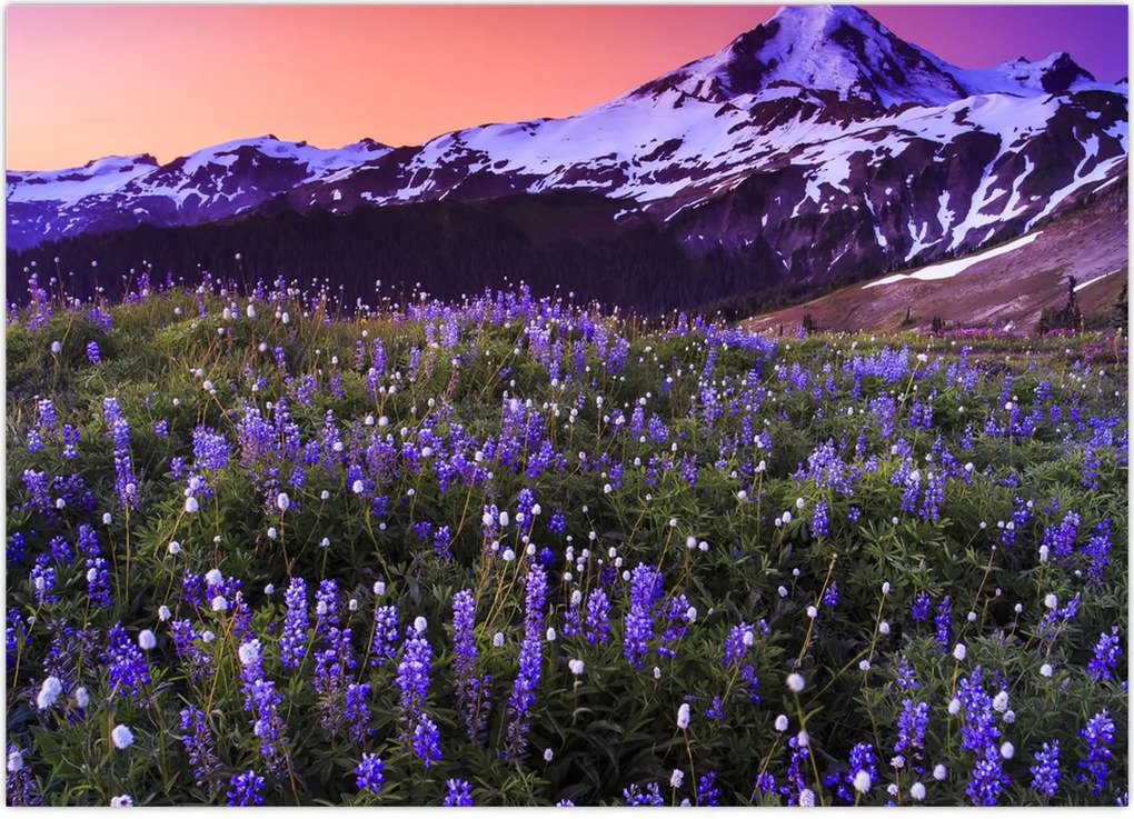 Tablou - Vulcan și flori (70x50 cm)